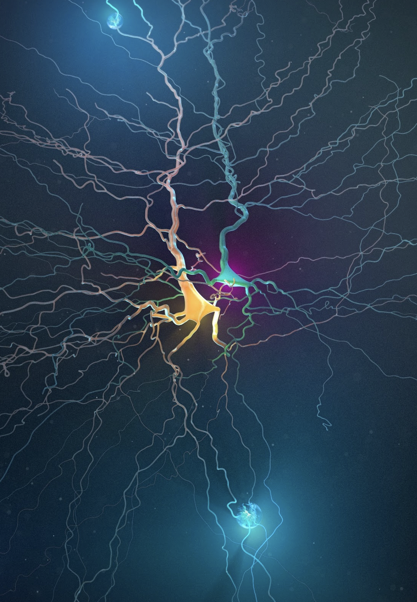 Reconstructed human neurons connecting in the cortex.