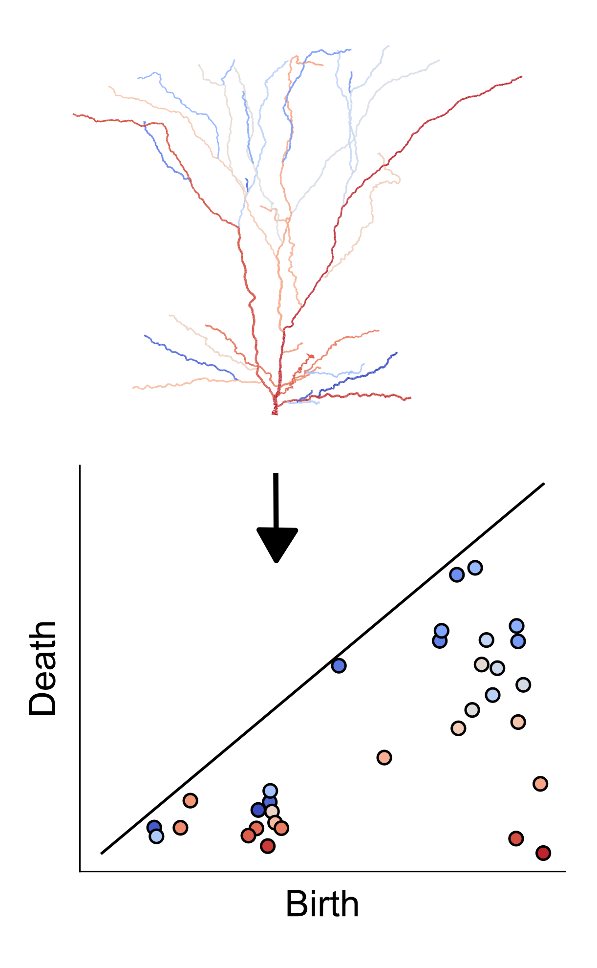 Topological representation of branching tree structures