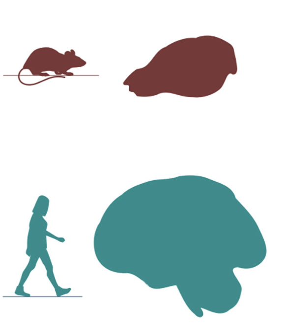 Relationship between cellular morphology and larger-scale biological organization