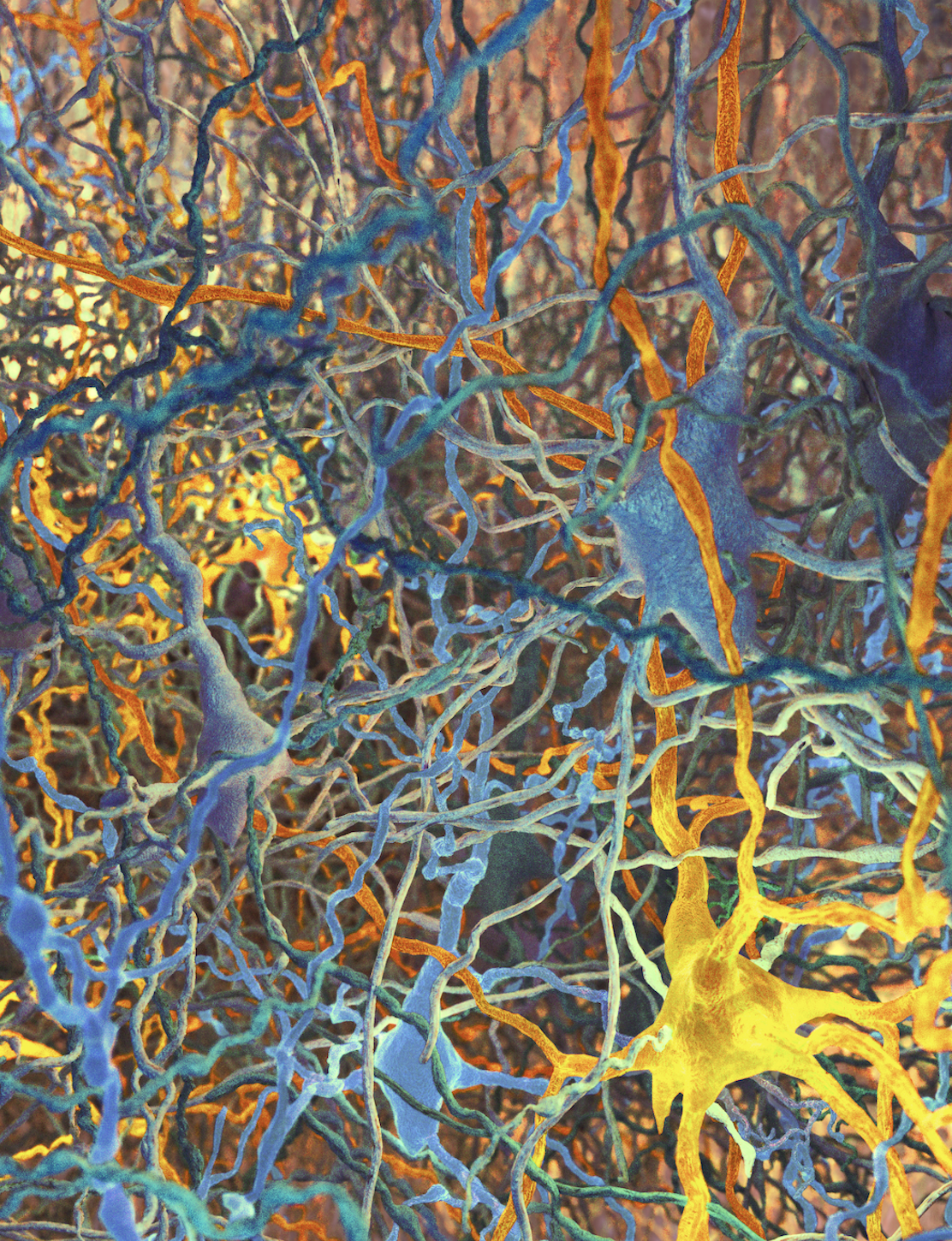 Computational representations and analysis of biological structure