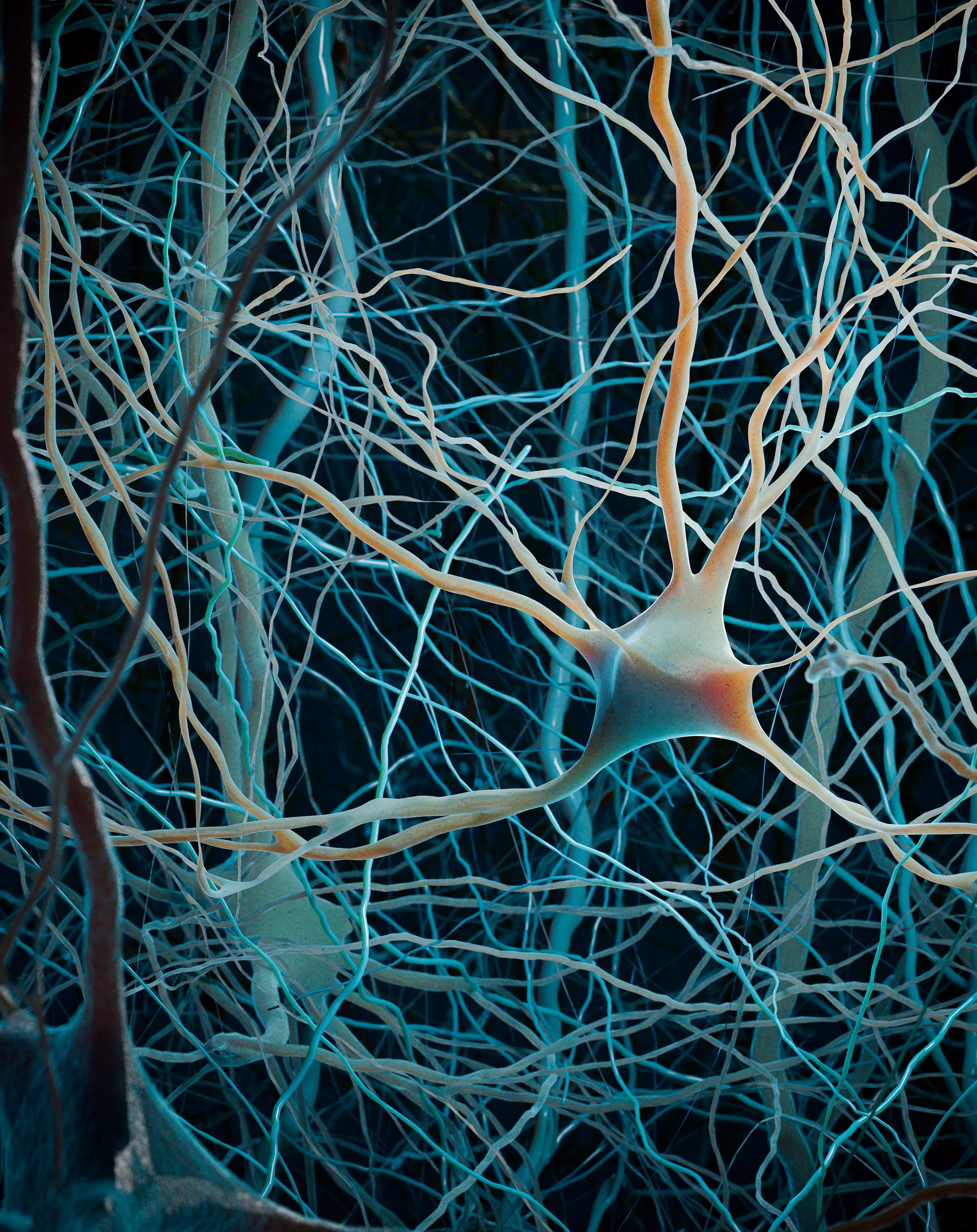 Computational generation of realistic biological morphologies